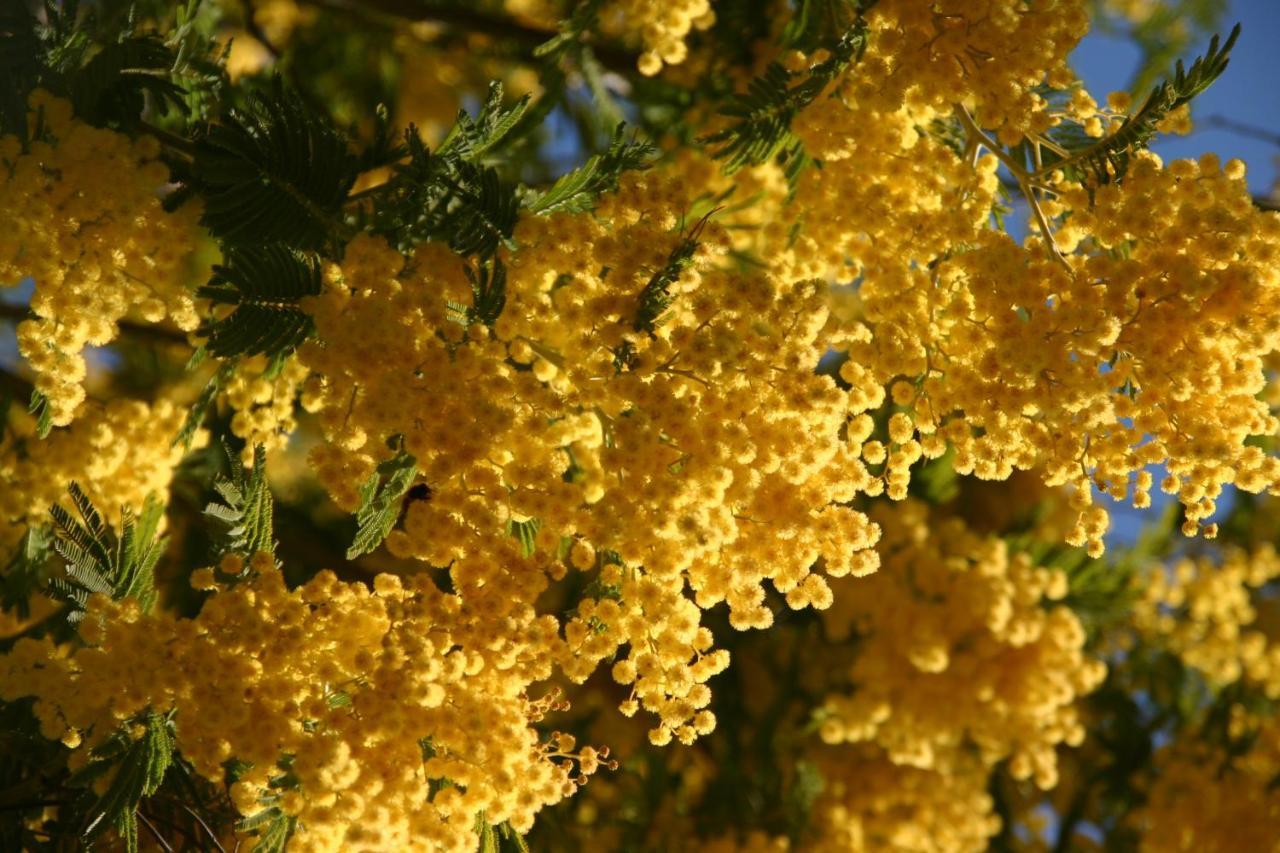 Les Mimosas Des Orgues De La Sybille *